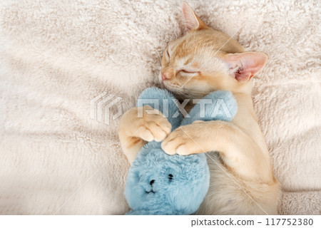 Kitten sleeping on a cozy blanket hugging a toy. 117752380