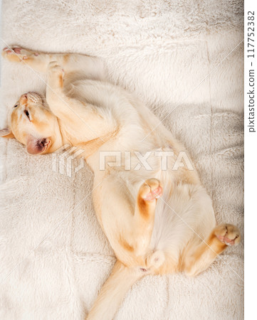 Red Burmese kitten lies on a soft blanket. Red Burmese kitten lies on a soft blanket. 117752382