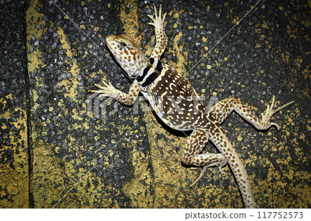Crotaphytus collaris or collared lizard, the name collared lizard comes from the lizards distinct coloration, which includes bands of black around the neck and shoulders that look like a collar 117752573
