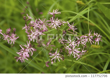 Silene nutans flowering in a meadow, close up Silene nutans flowering in a meadow, close up 117752706