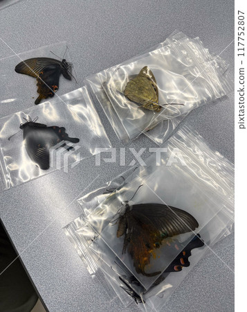 Butterflies collected for specimens 117752807