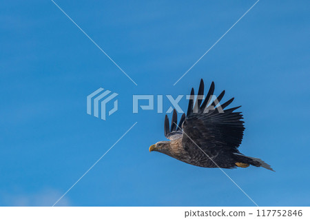 知床冬天 知床冬天 117752846