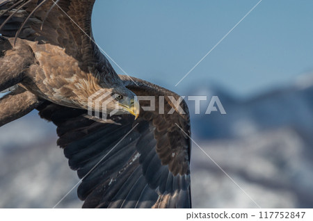 知床冬天 117752847