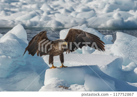 知床冬天 知床冬天 117752867