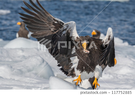 知床冬天 117752885