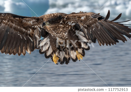 Shiretoko winter Shiretoko winter 117752913