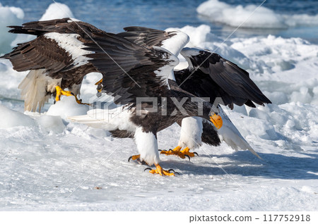 知床冬天 知床冬天 117752918