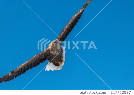 知床冬天 117752927