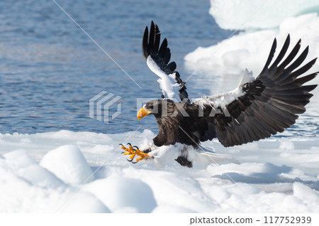 Shiretoko winter Shiretoko winter 117752939