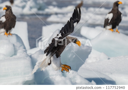 Shiretoko winter 117752940