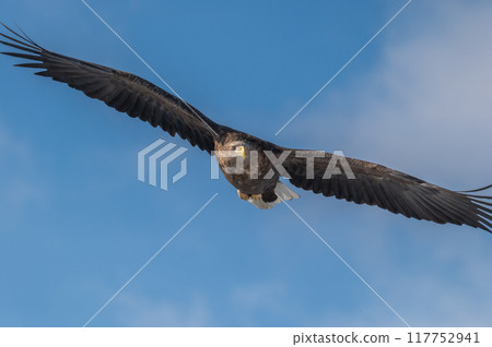 Shiretoko winter 117752941