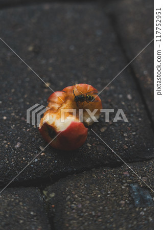 An apple core on a paving stone. A half-eaten apple is lying on the road 117752951