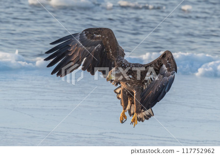 Shiretoko winter 117752962