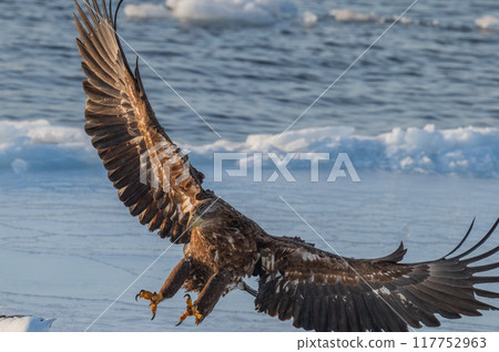 Shiretoko winter 117752963