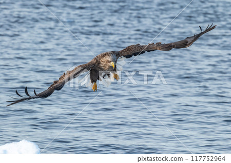 Shiretoko winter Shiretoko winter 117752964