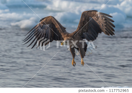 Shiretoko winter Shiretoko winter 117752965