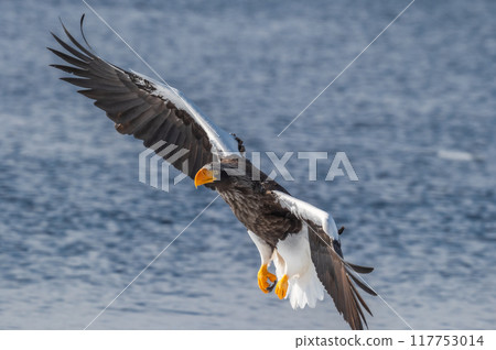 知床冬天 知床冬天 117753014