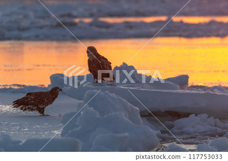 Shiretoko winter 117753033