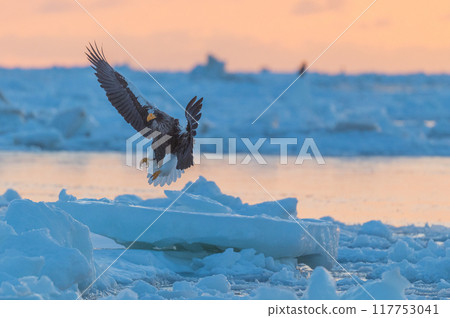 Shiretoko winter 117753041