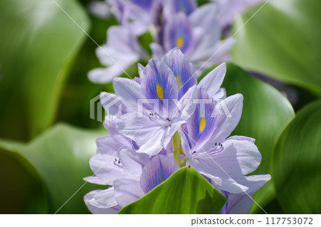Water Hyacinth 117753072