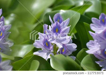 Water hyacinth flowers 117753073
