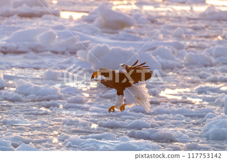 Shiretoko winter 117753142