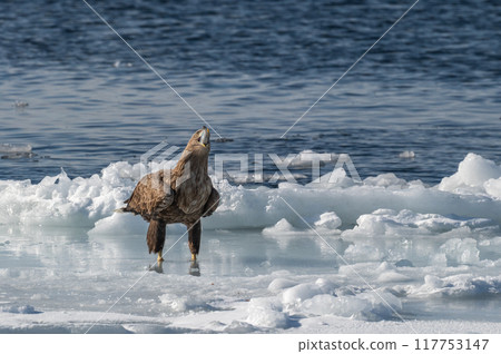 知床冬天 117753147