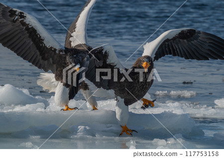 Shiretoko winter 117753158