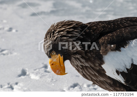 Shiretoko winter 117753194