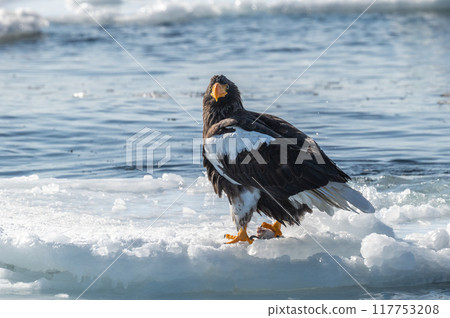 Shiretoko winter Shiretoko winter 117753208