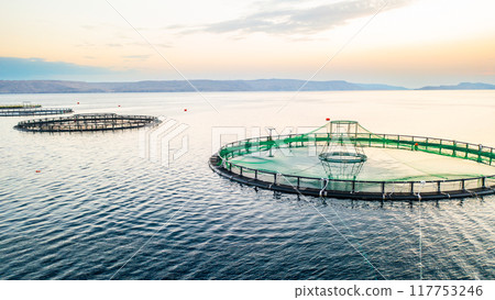 Fish farm in serene waters at sunset with multiple floating enclosures.  117753246