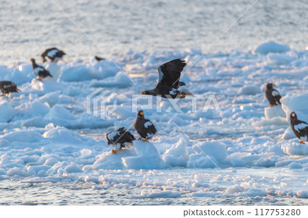 Shiretoko winter 117753280