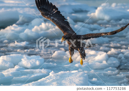 知床冬天 知床冬天 117753286