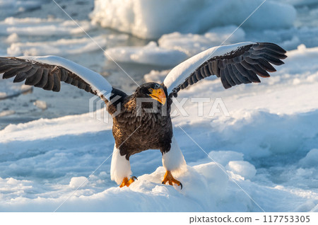 Shiretoko winter Shiretoko winter 117753305