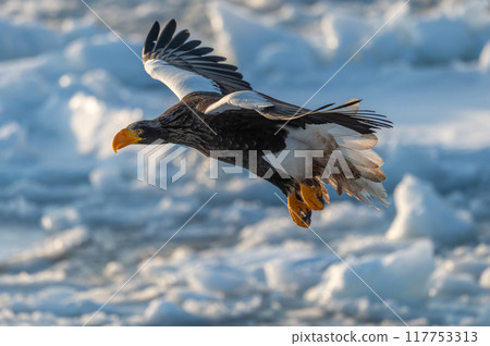 Shiretoko winter 117753313