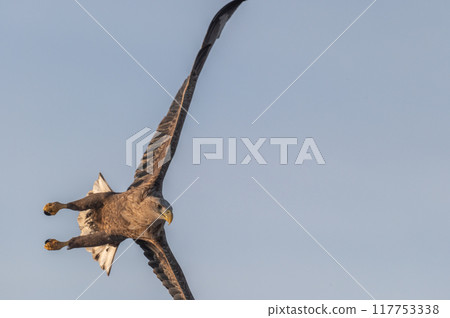 知床冬天 117753338