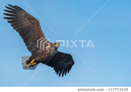 知床冬天 知床冬天 117753339