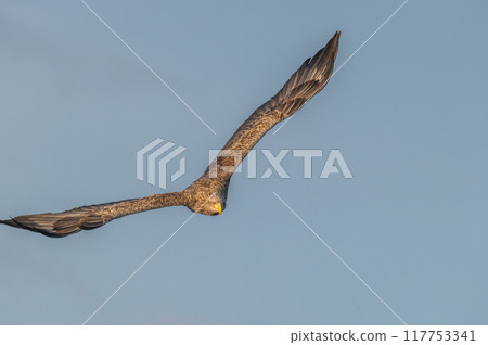 知床冬天 知床冬天 117753341