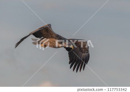 知床冬天 知床冬天 117753342