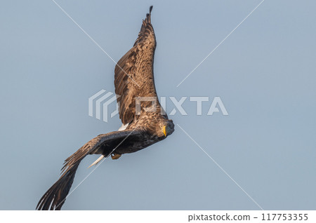 知床冬天 知床冬天 117753355