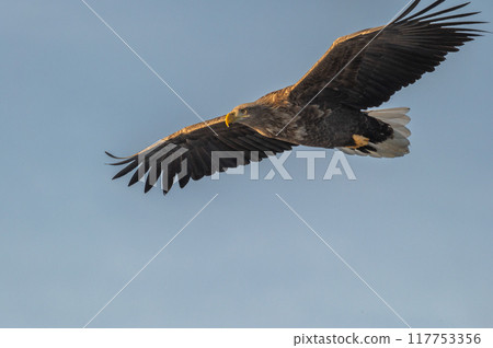 知床冬天 117753356