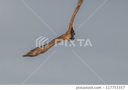 知床冬天 知床冬天 117753357