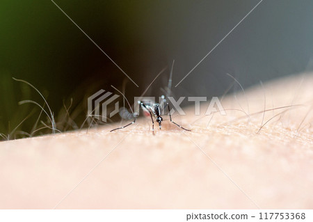 mosquito mosquito 117753368