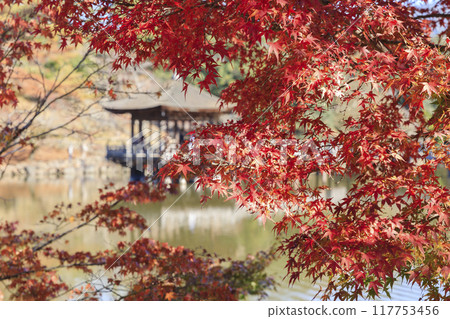 奈良縣奈良市奈良公園的秋葉和浮禦堂 117753456