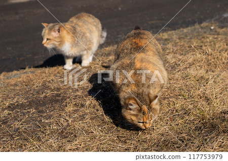 mother cat and adult kitten on grass outside. two cats are walking and hunting 117753979