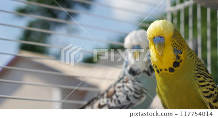 Two budgerigars in a cage, with a yellow parakeet in the foreground and a blue and white parakeet in the background, creating a vibrant and colorful scene. Two budgerigars in a cage, with a yellow parakeet in the foreground and a blue and white parakeet in the background, creating a vibrant and colorful scene. 117754014
