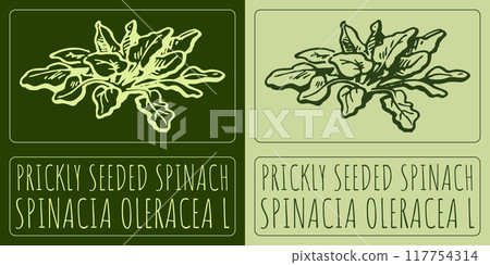 Vector drawing PRICKLY SEEDED SPINACH. Hand drawn illustration. Latin name is ROSA SPINACIA OLERACEA L 117754314
