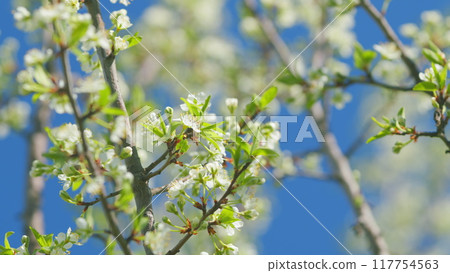 Spring blossom background. Beautiful spring flowers. White cherry flowers. Slow motion. 117754563