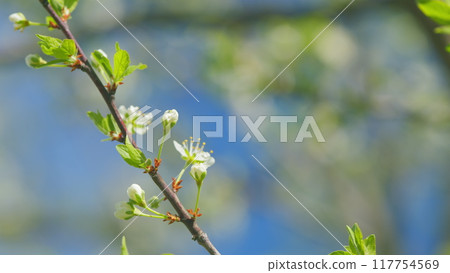 Cherry blossom branch with white flowers in full bloom. Garden of cherry trees. Slow motion. 117754569
