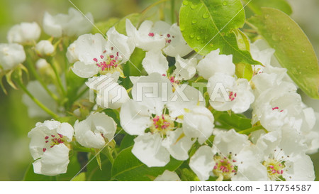 Pear blossom branch with white flowers in full bloom. Garden of pear trees. Close up. 117754587